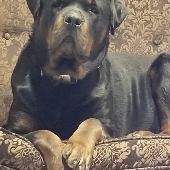 Meet your Posher, Naomi - Picture 3 of 12